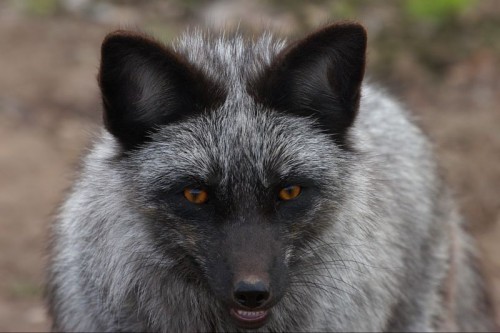 silverfoxface.jpg