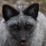 silverfoxface
