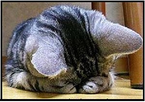 chat-se_cachant_honte.jpg