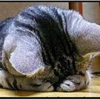 chat-se_cachant_honte