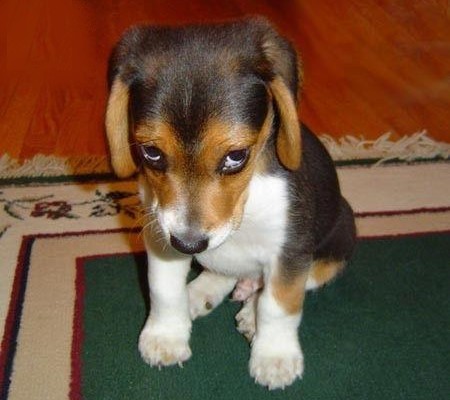 chien_honte_desole.jpg