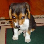chien_honte_desole
