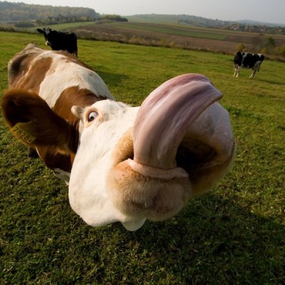 cow-tongue-400x400.jpg