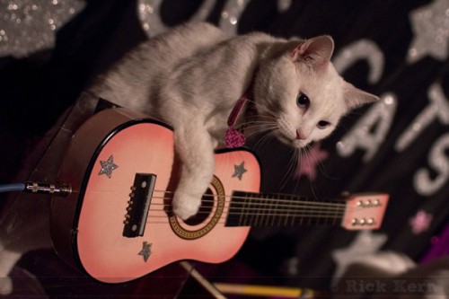 Chat_guitariste.jpg