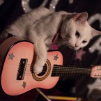 Chat_guitariste