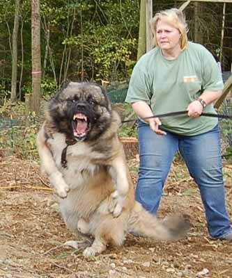 chien-de-garde.jpg