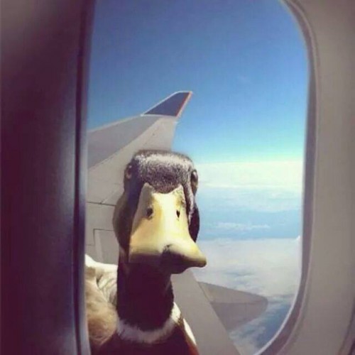 Canard-hublot-avion.jpg