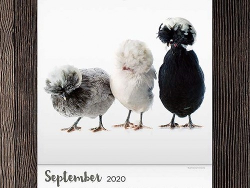 CALENDER-2020---Funky-Chickens03-september.jpg